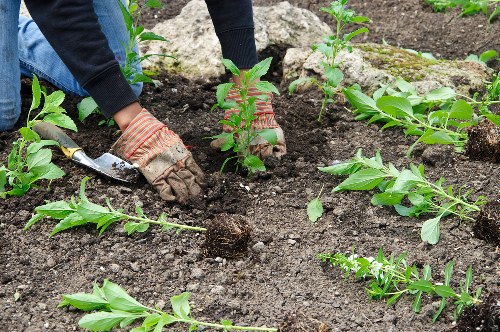 Staff performing a garden task with protective equipment