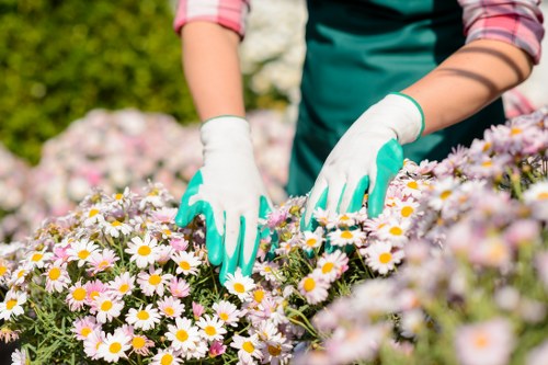 Healthy lawn care in Crook Log with neat grass and tidy garden edges