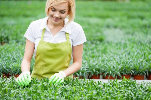 Crook Log garden lawn feeding and aeration for healthier grass